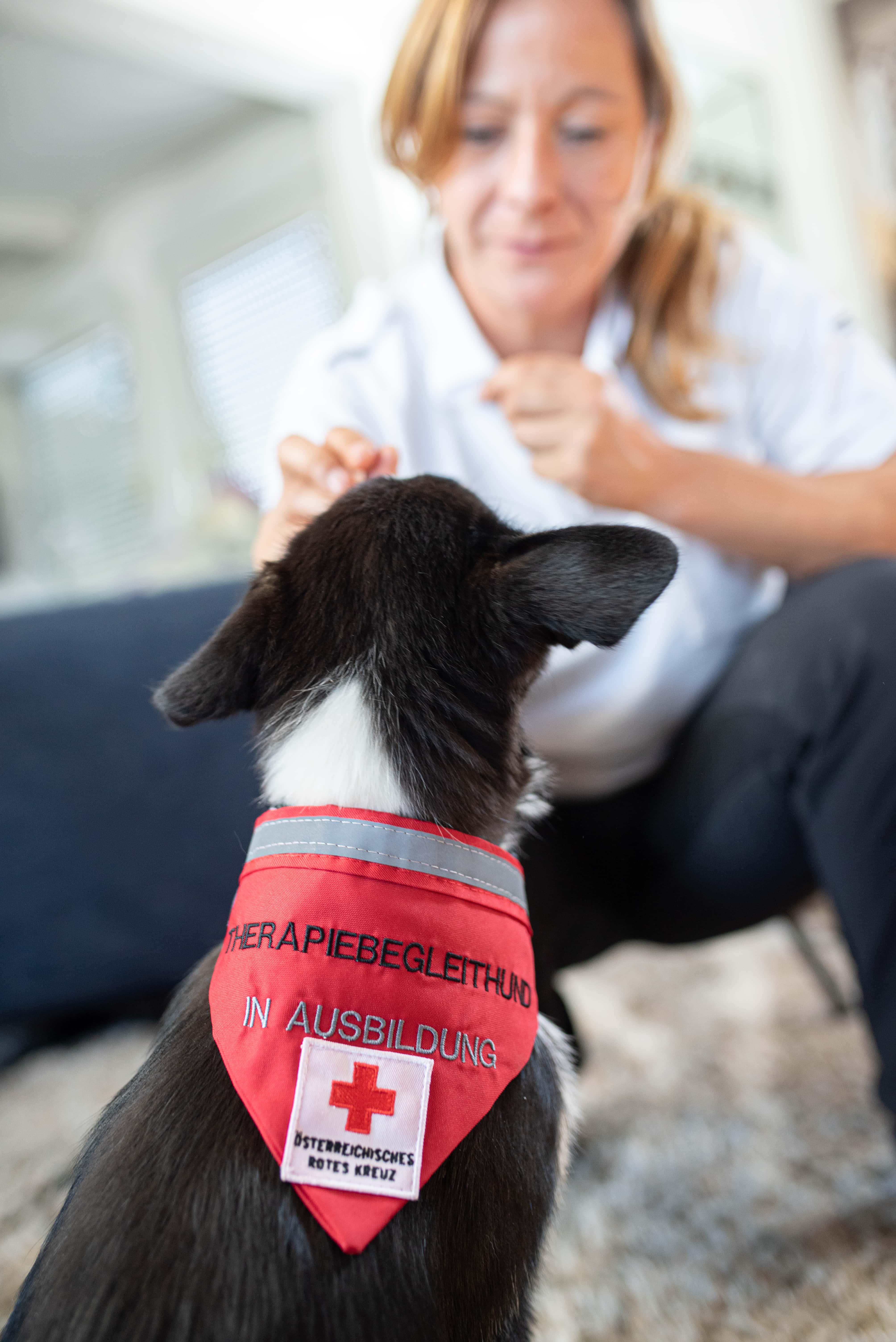 Hunde im Roten Kreuz