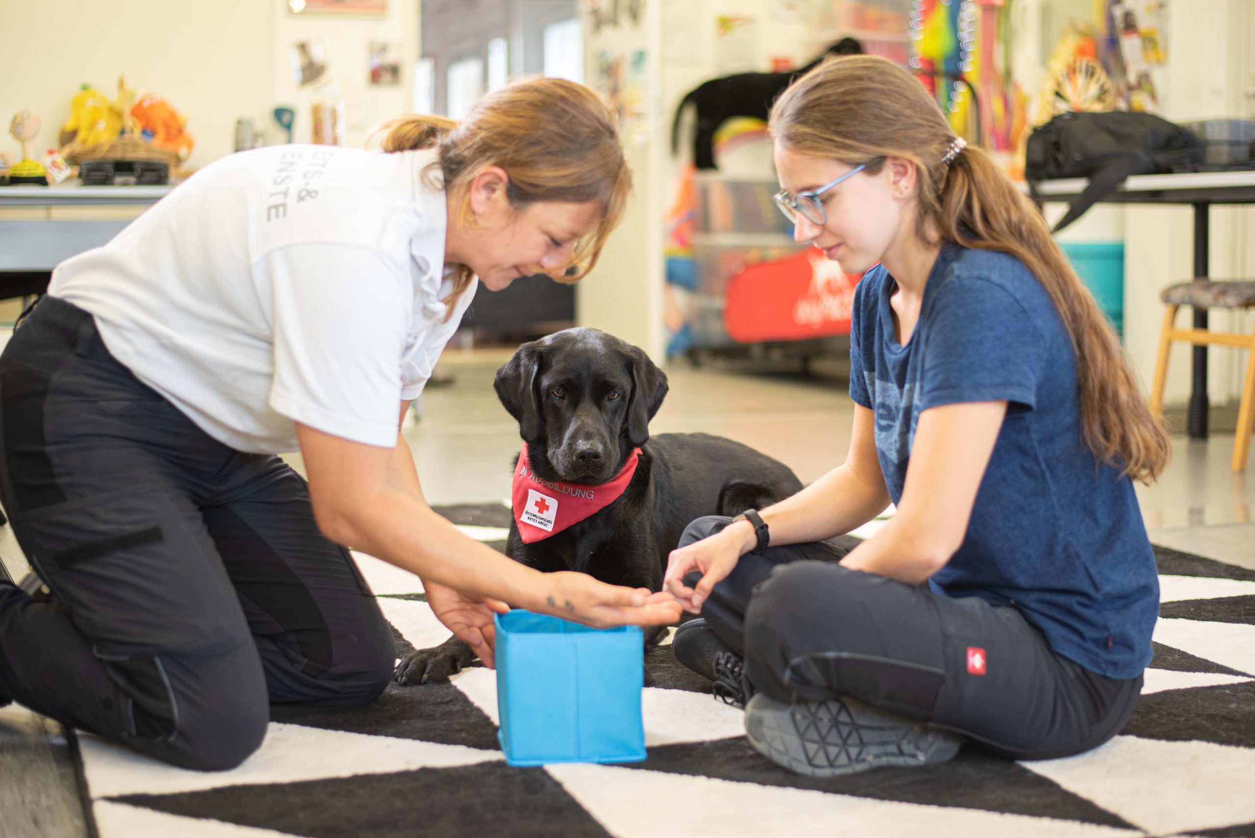 Therapiebegleithund beim lernen