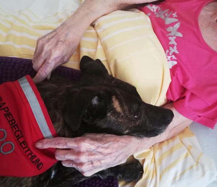 Therapiebegleithunde Niederösterreich